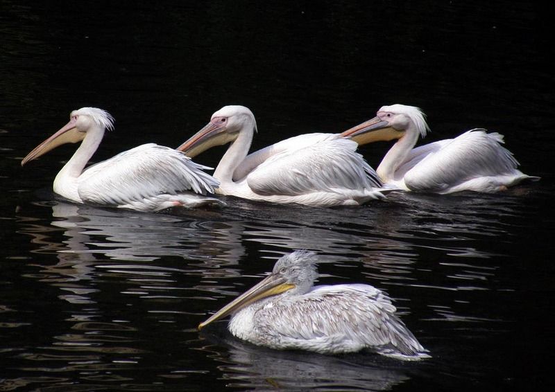Еслиб я был султан, я б имел трёх жён...photo preview