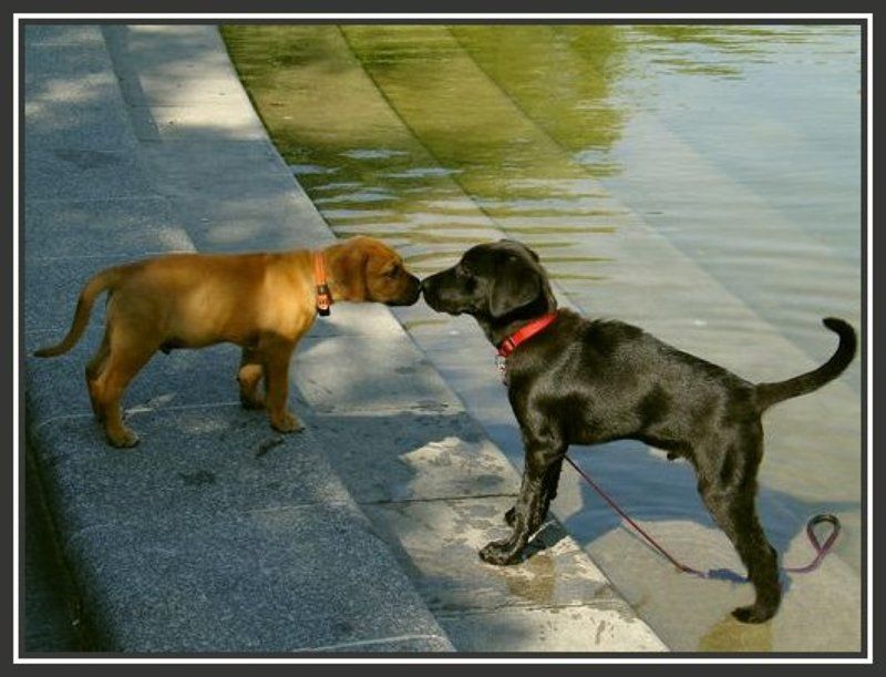 вена, июль, знакомство Встреча у фонтанаphoto preview