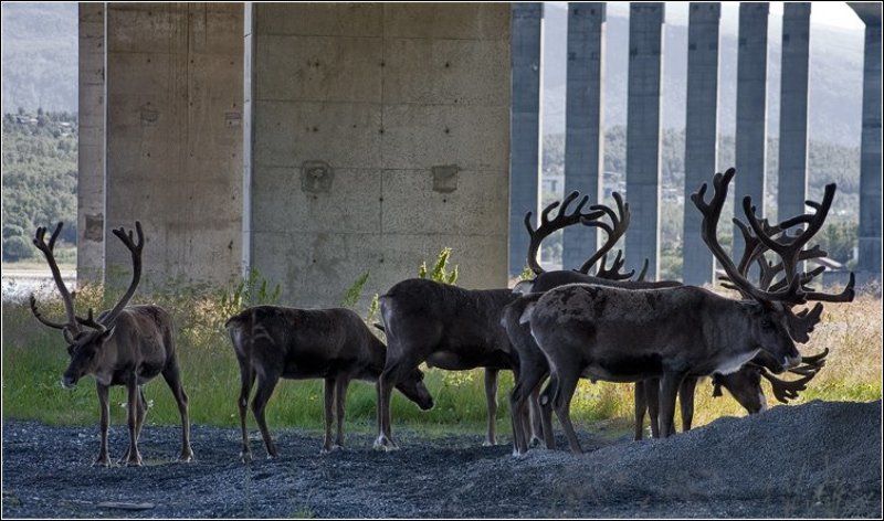 На пригородных пастбищах..photo preview