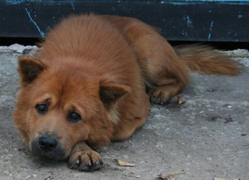 рыжая грусть..... photo preview