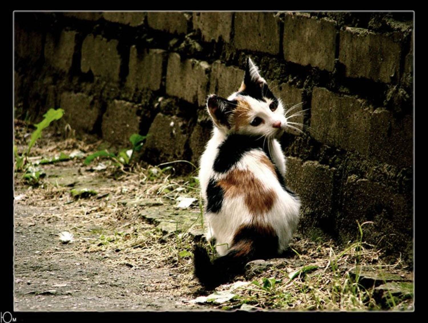 homeless. Автор: Юм кот, Юм