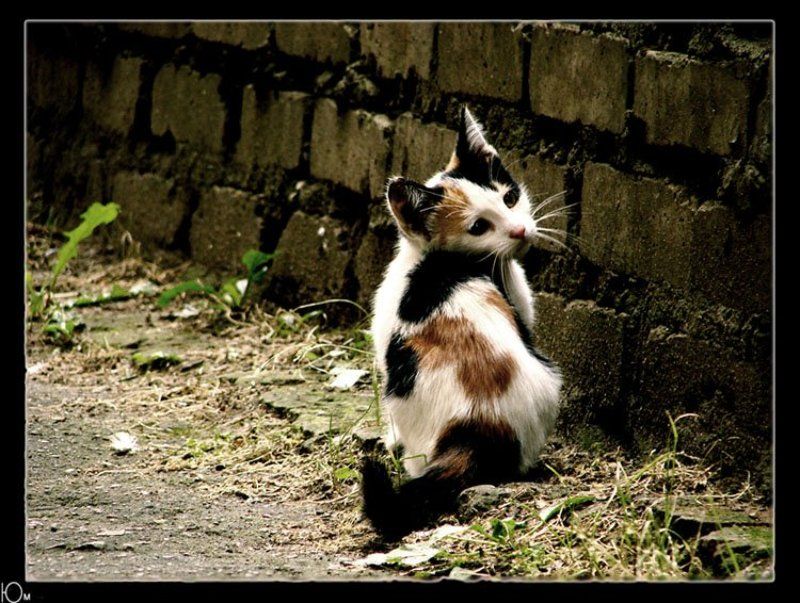 кот homelessphoto preview