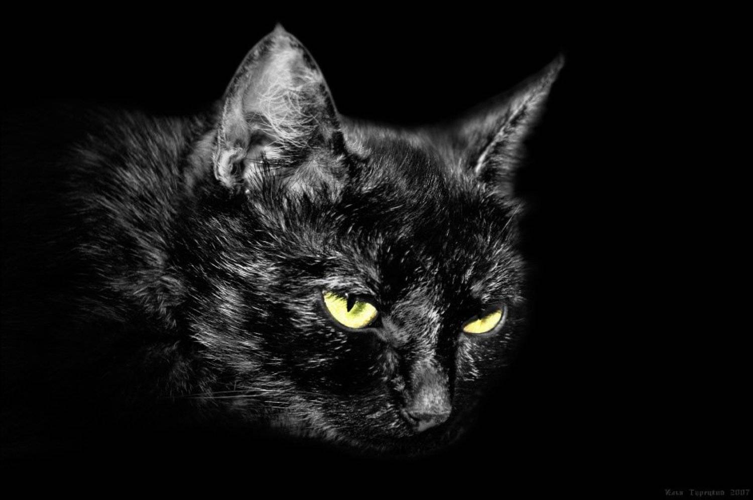 чёрный, кот, тьма, Илья Турецкий