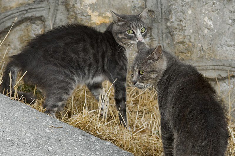 кот, драка Шёл-бы ты, дядяphoto preview