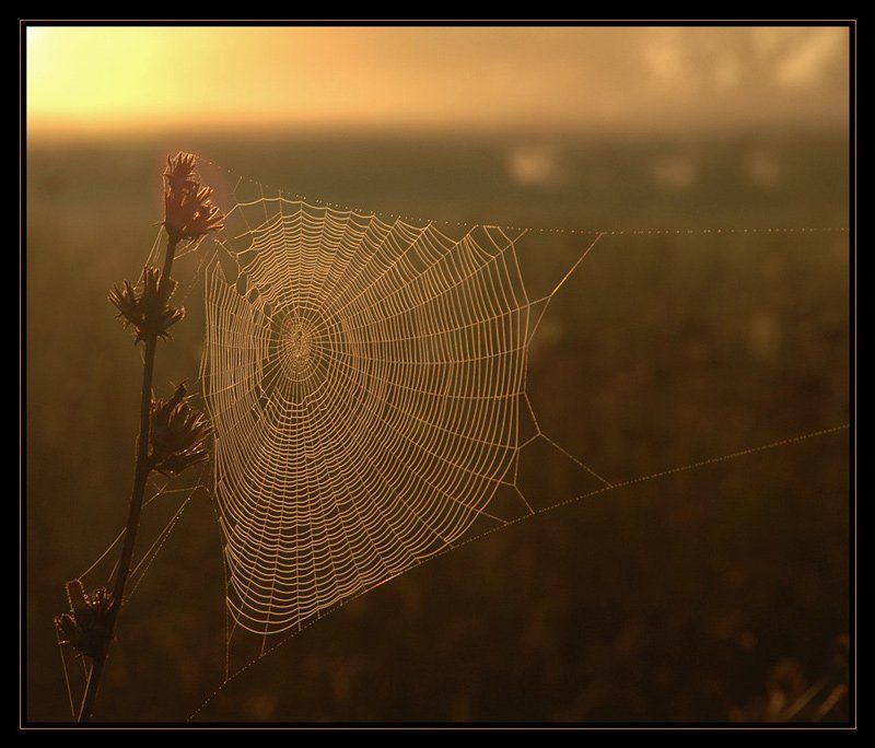 паутина, рассвет, утро Мишеньphoto preview