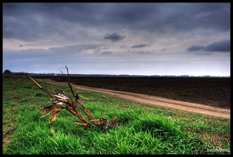 кукуруза, царица, полей, юг, ростов Царица полейphoto preview