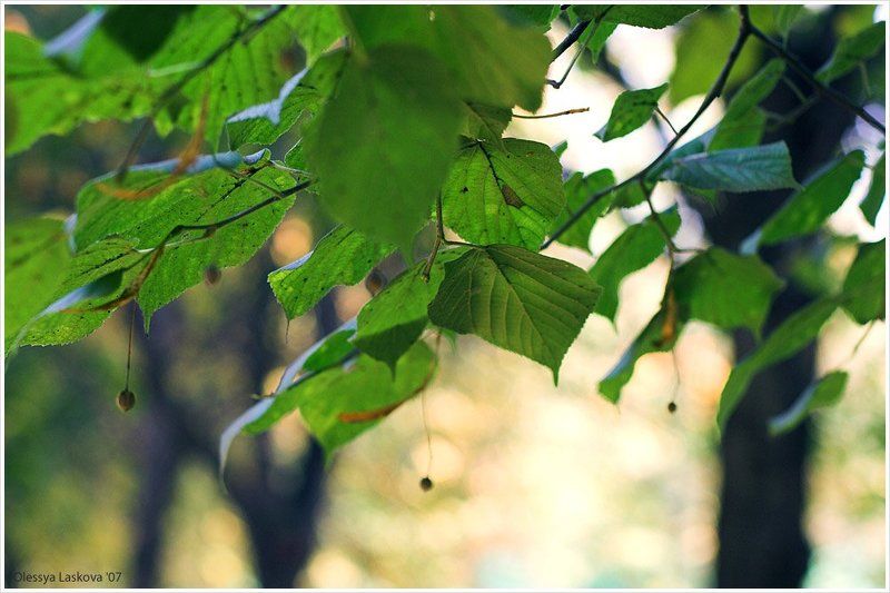 липа, осень, плоды липовые сережкиphoto preview