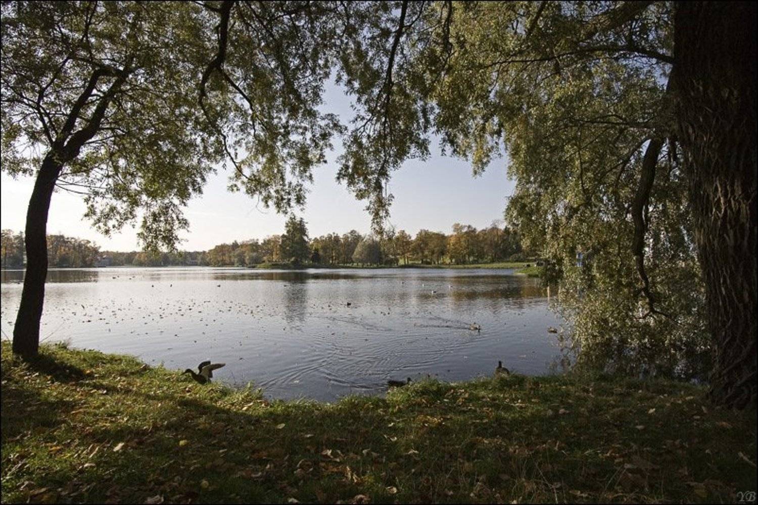 пушкин, осень, утка, Братаев Юра