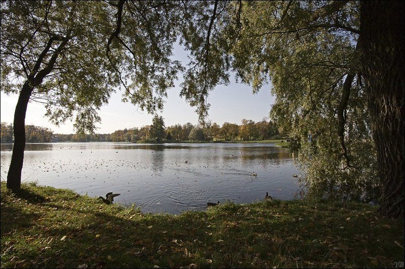 пушкин, осень, утка photo preview