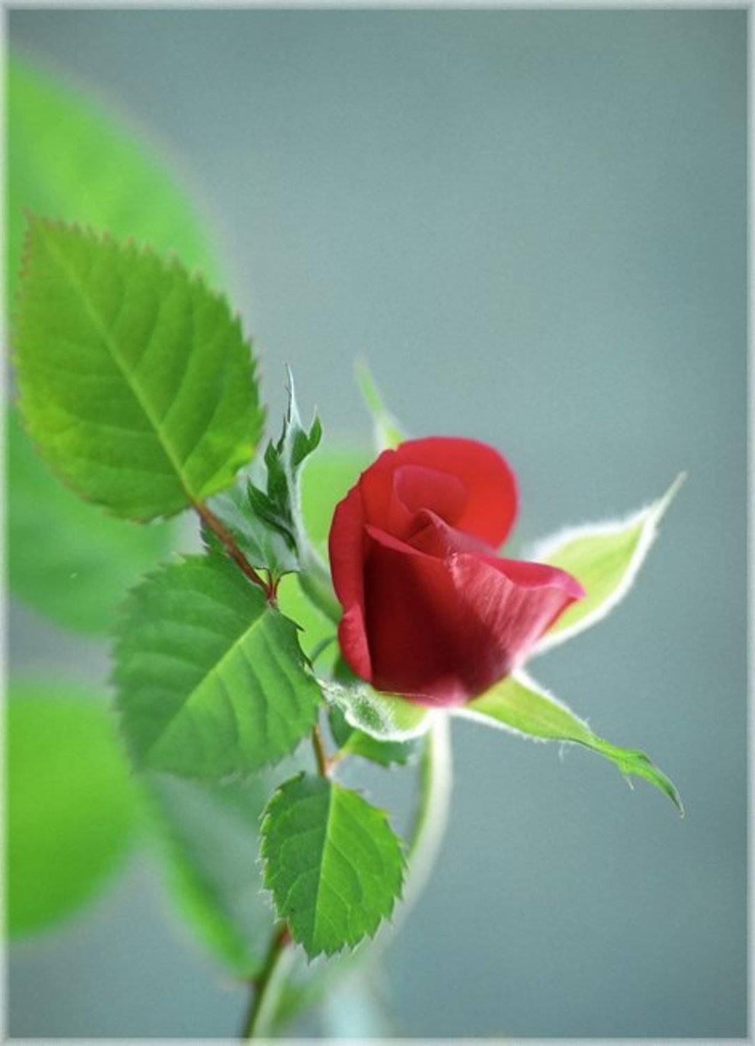 роза, солнце , юность, NikOff (Юрий Руднев)