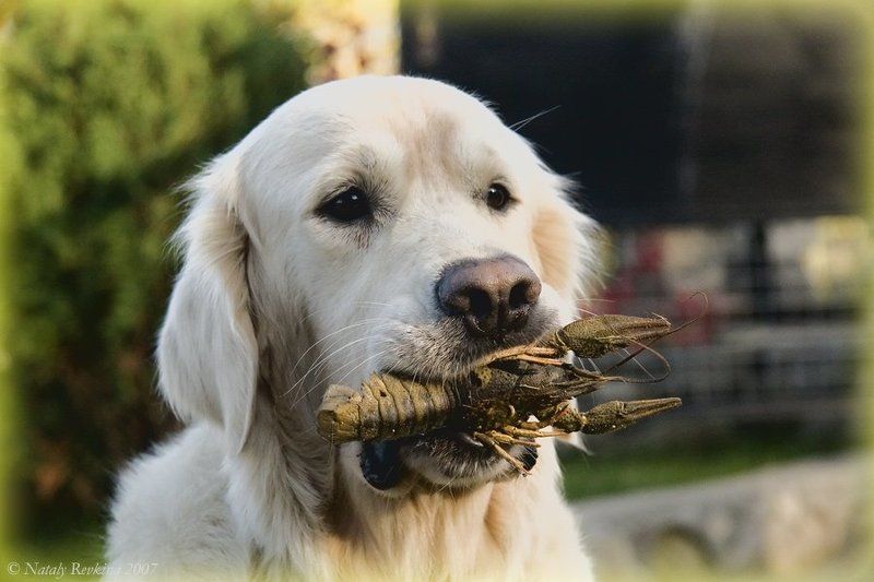 пиво,раки,собака,юмор Ну, что же Вы, без меня...photo preview