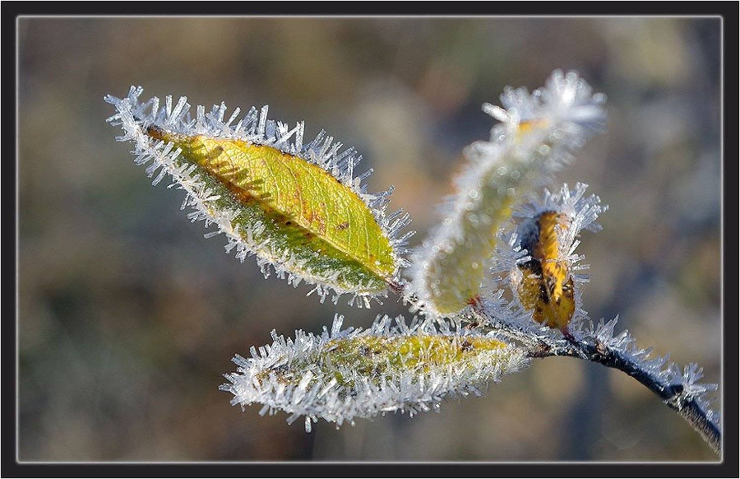 иней,ветка,верба, Солодухин Виктор