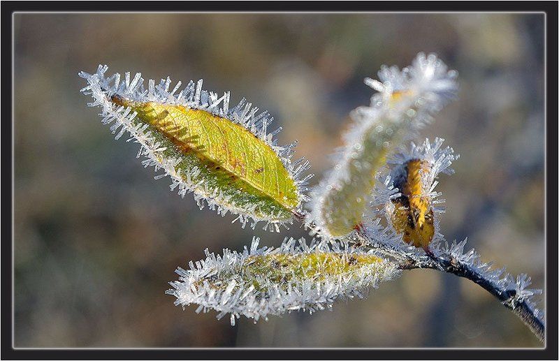иней,ветка,верба Осенний этюд 2photo preview