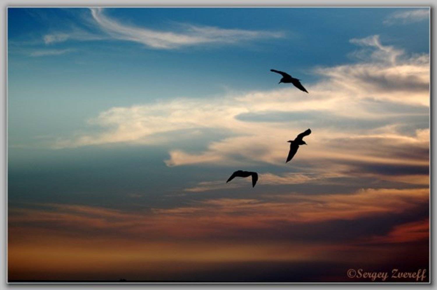 закаты. небо,природа,чайка, Сергей Зверев