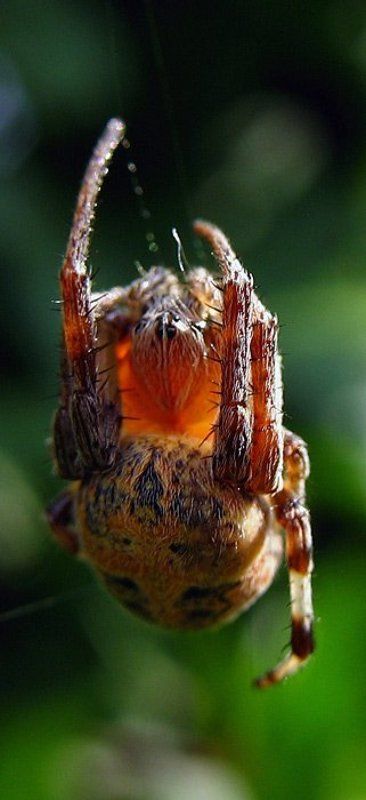 по ниточке...photo preview