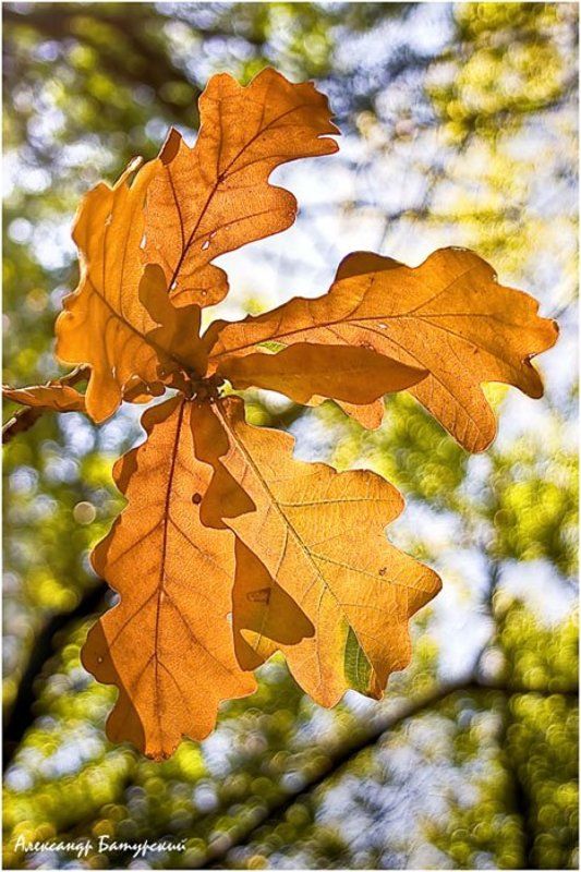 Осенняя листваphoto preview
