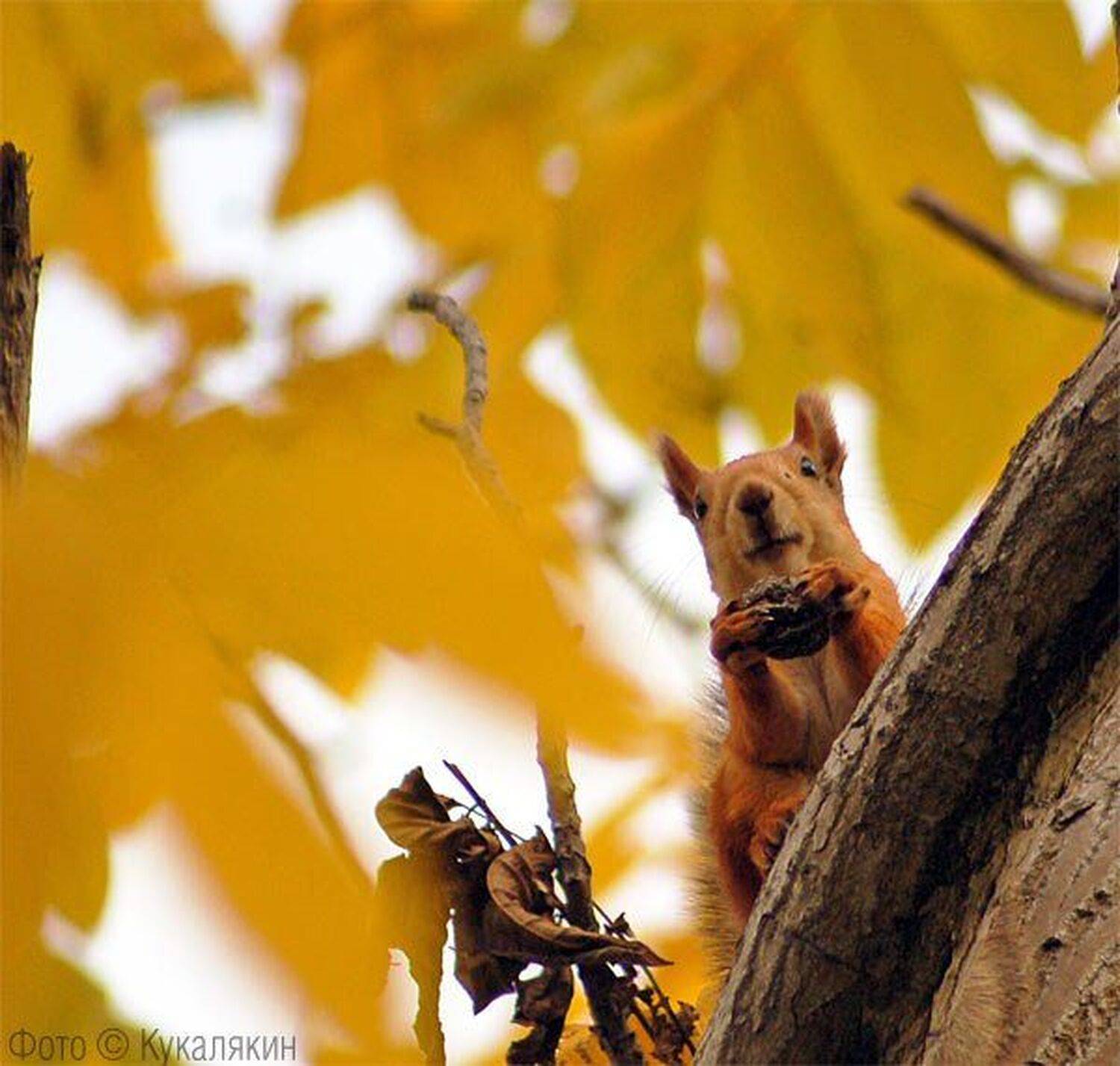 белочка осень орешки превед, Кукалякин