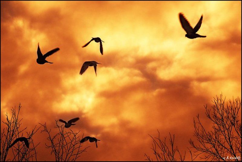 жара, птицы, закат, арт жара :) фото превью