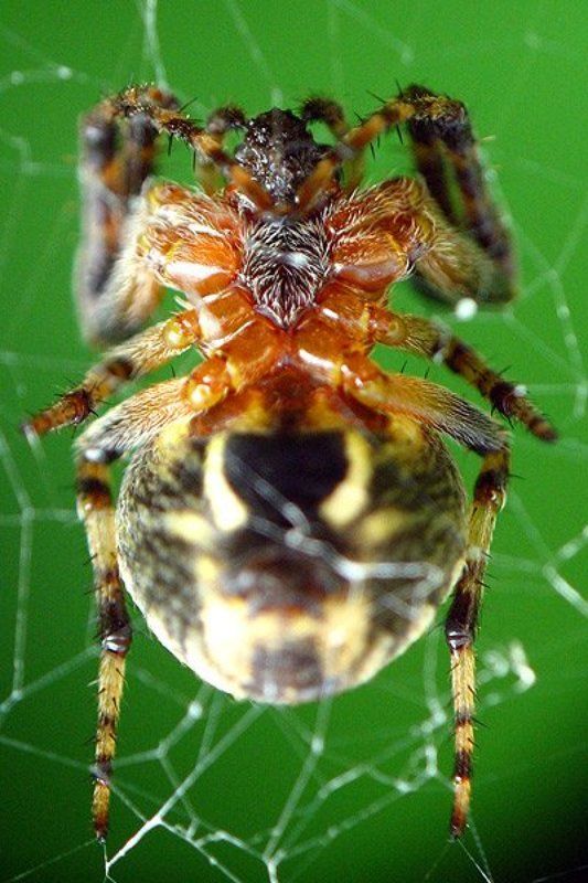 в костюме Кащеяphoto preview