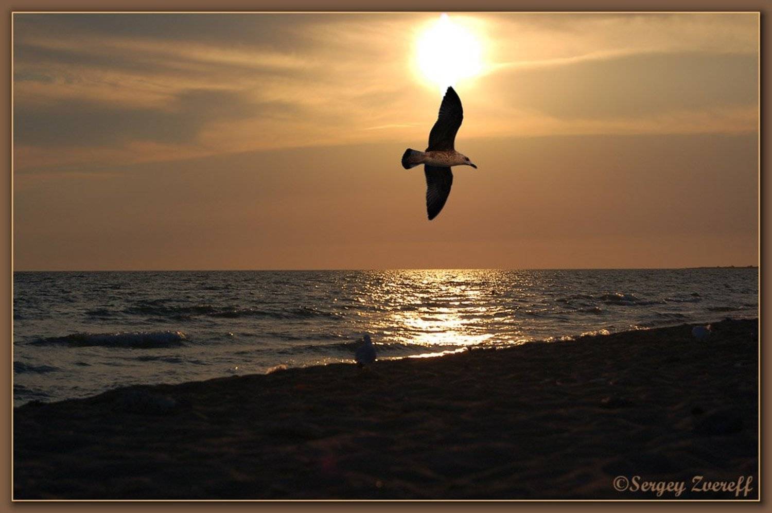 Грёзы. Автор: Сергей Зверев закат, природа, пейзаж,небо,море,чайка, Сергей Зверев
