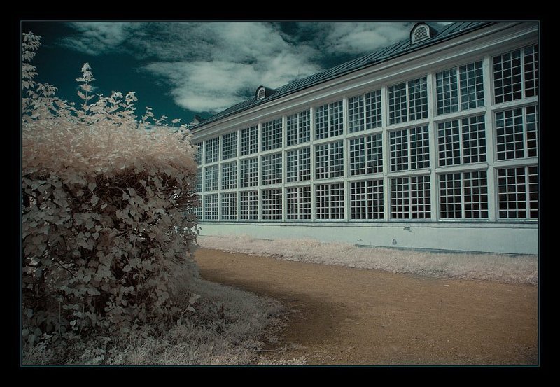ик, infra red, инфракрасная съемка, кусково Кусково. ИК. Дорожка к Каменной оранжерее.photo preview