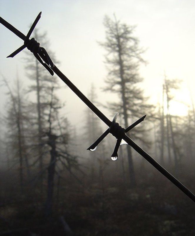 тайга,колючка,осень Холодная осеньphoto preview