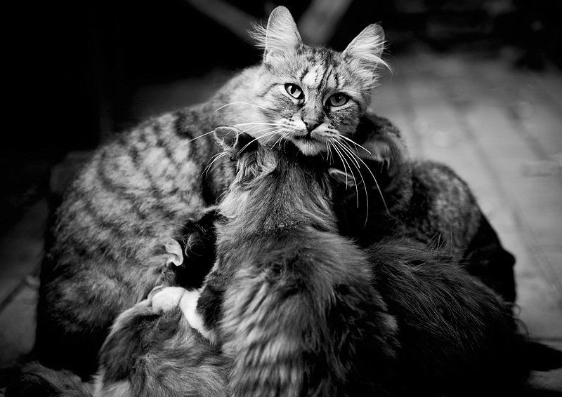 кошка, мамаша, котята мамаша... фото превью