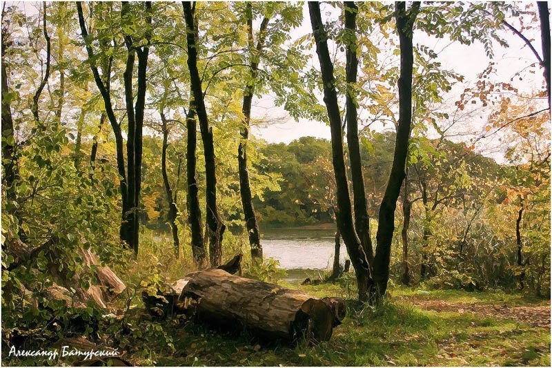 Лесная мозаика осениphoto preview