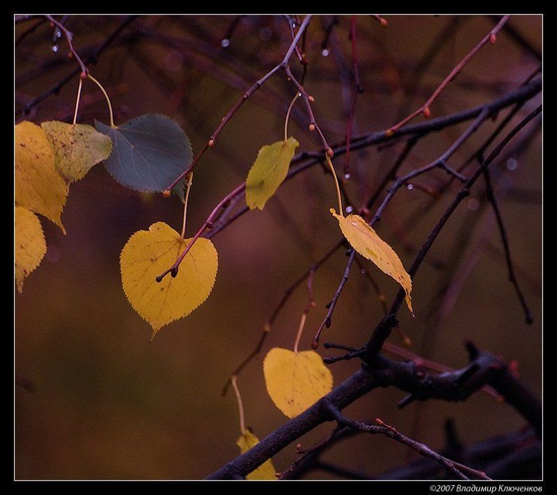 осень, листья ***photo preview