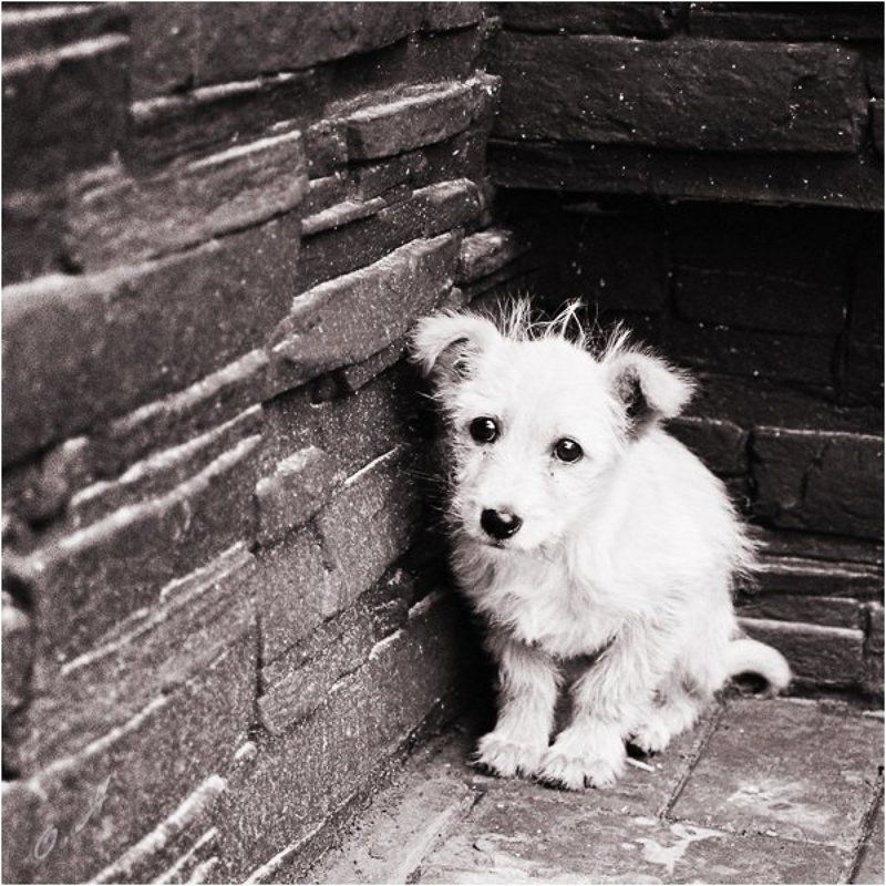 собак Маленький пушистый комочек одиночества фото превью