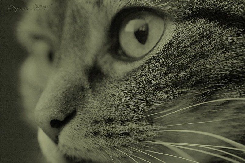 три четверти кот портрет Три четвертиphoto preview