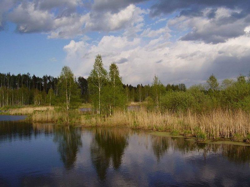 природа, лето, березы Три летних сестренкиphoto preview