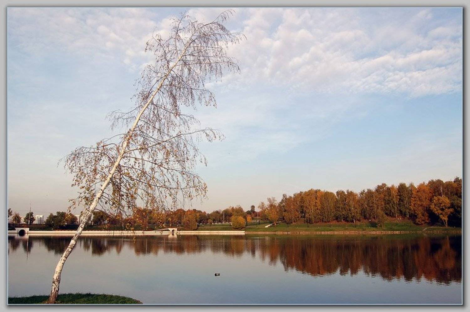 природа,пейзаж,берёза, Сергей Зверев