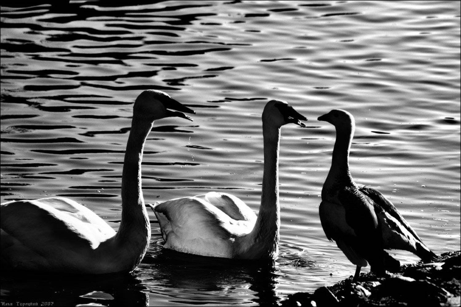 Лебединые споры. Автор: Илья Турецкий лебединые споры, Илья Турецкий