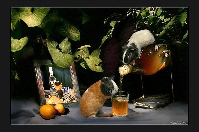 Свинская история фото превью