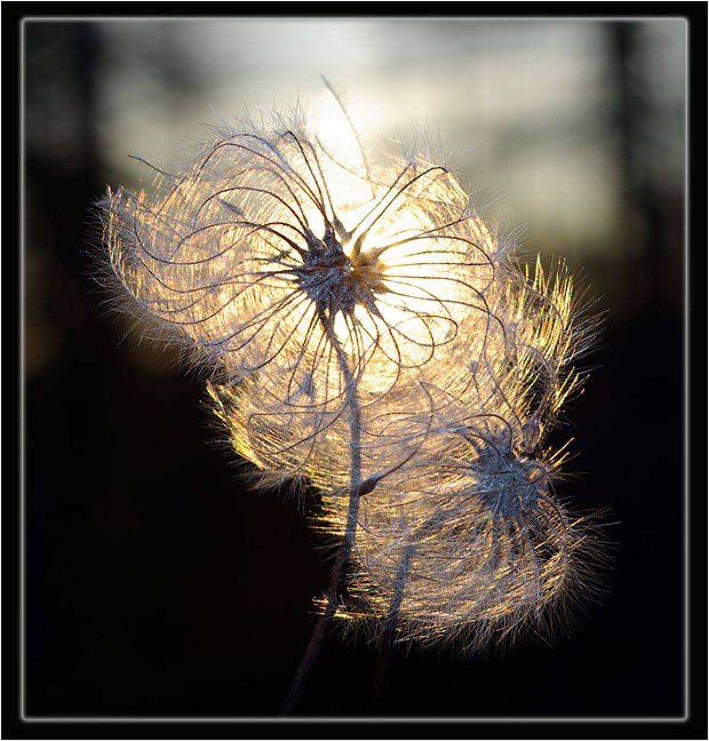 Фонарик. Автор: Солодухин Виктор пушинка, Солодухин Виктор