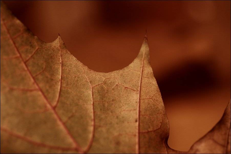 осень, лист, клен, макро, Lelya