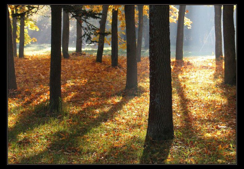 осень, пейзаж, клены, свет Золотые мгновения...photo preview