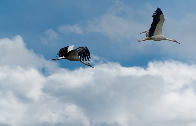 аисты, дети, ассоциации Полетели за детьми :)photo preview