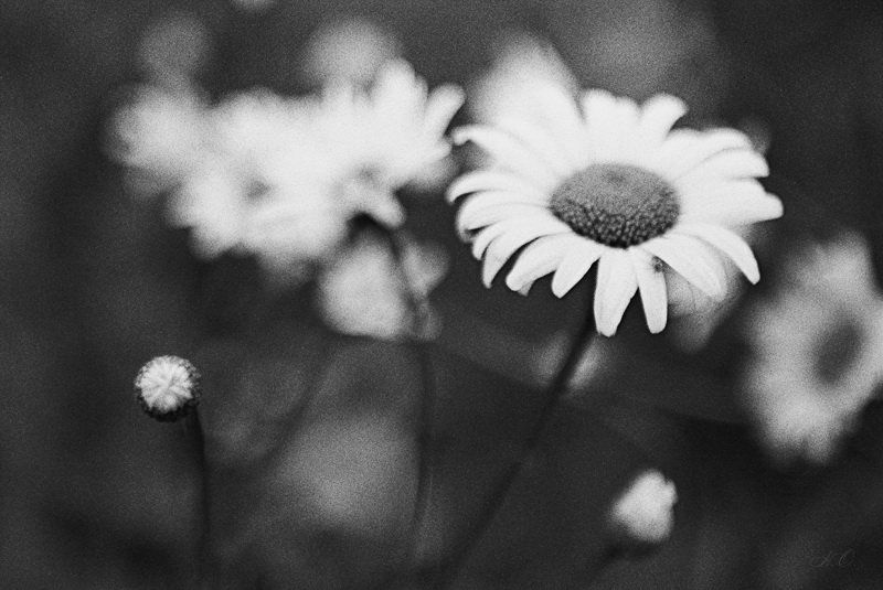 ромашки РомашЭги фото превью