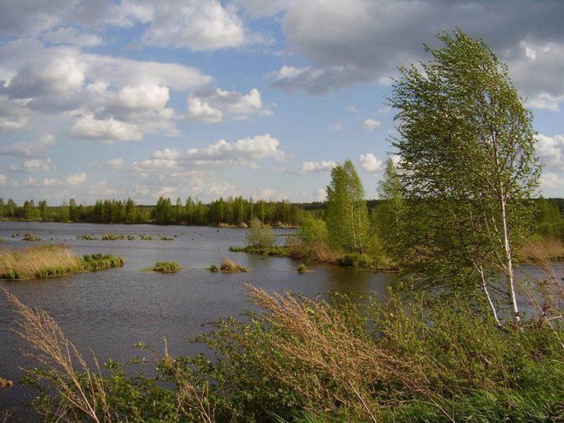 лето, природа, ветер Ветерphoto preview