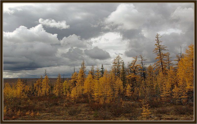 тайга,осень,якутия Осень, непогода ...photo preview