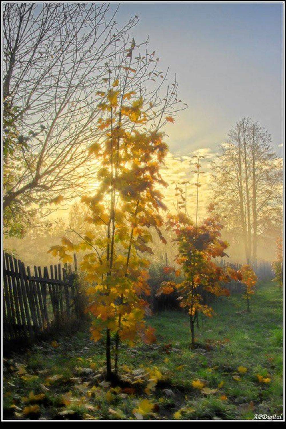 Клены выкрасили.... Автор: A_Pol , A_Pol