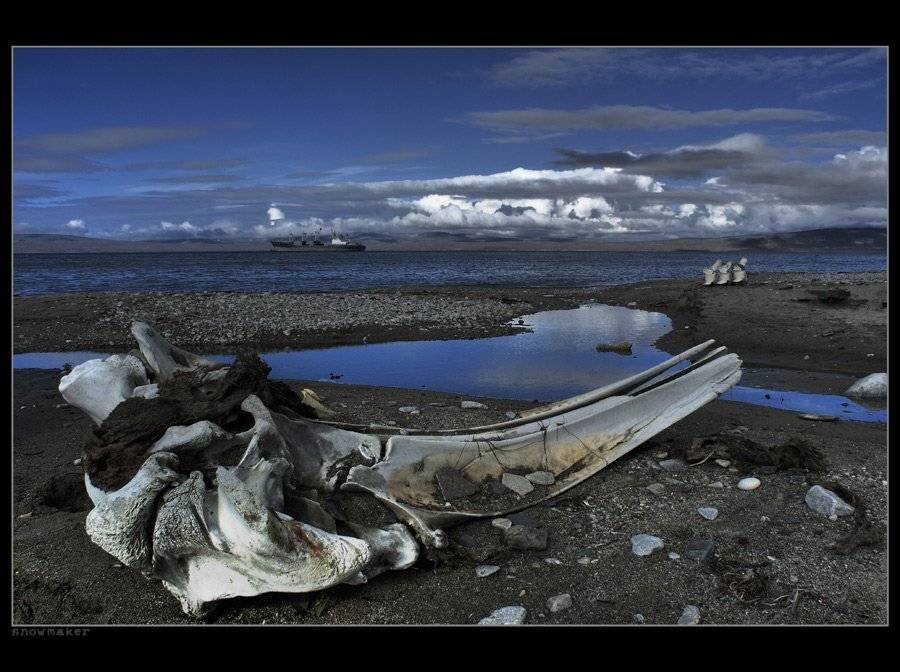 Берег китовой кости.. Автор: snowmaker чукотка, лаврентия, китовый череп, 7,8,9 позвонки, сухогруз "марково", чукотская осень, chukotka, lavrentiya, snowmaker, snowmaker