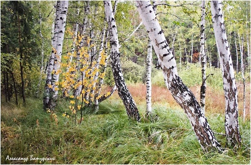В березовой рощеphoto preview