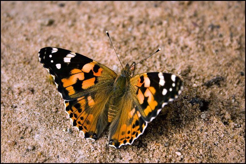 бабочка, крапивница batterflyphoto preview