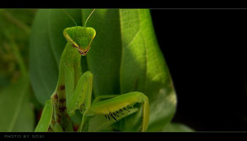 богомол mantisphoto preview