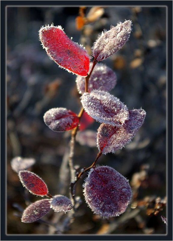 голубичник,изморозь Осенний этюд 3photo preview