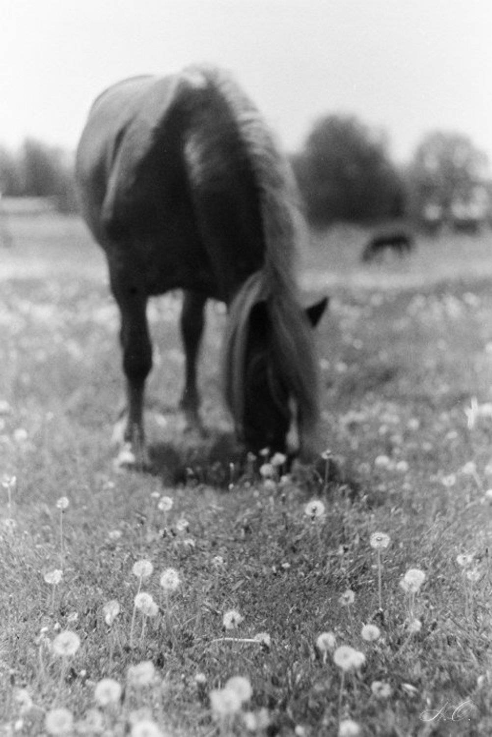 В одуванчиках.... Автор: NO лошадь одуванчики, NO