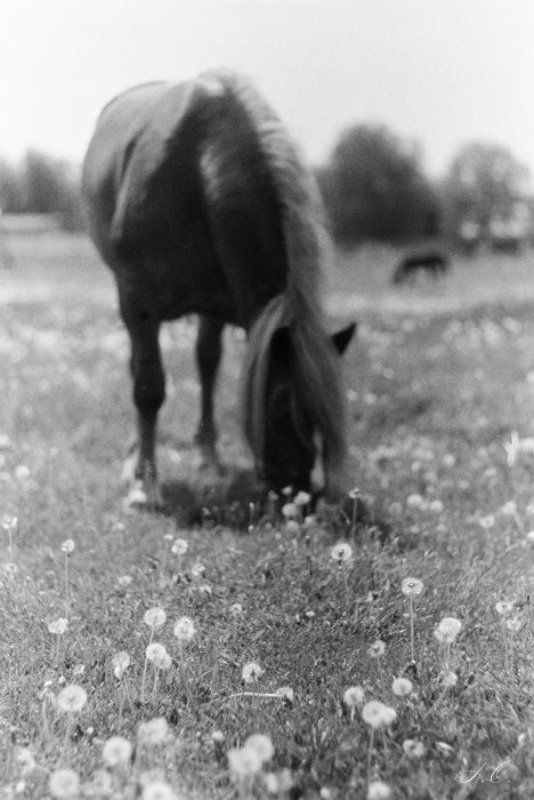 лошадь одуванчики В одуванчиках... фото превью